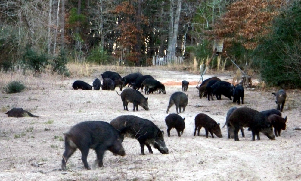 Cover image for The Texan Aporkalypse: An Invasion of Wild Pigs